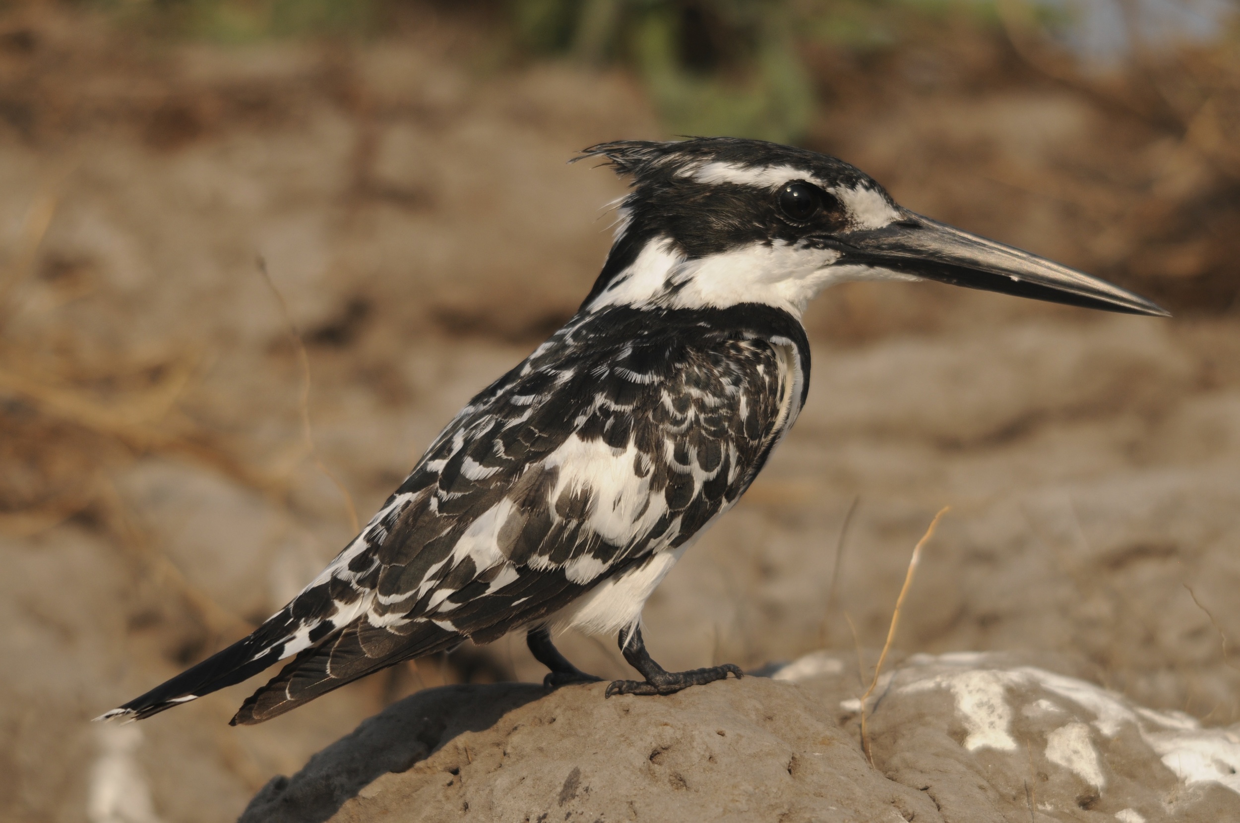 Pied Kingfisher