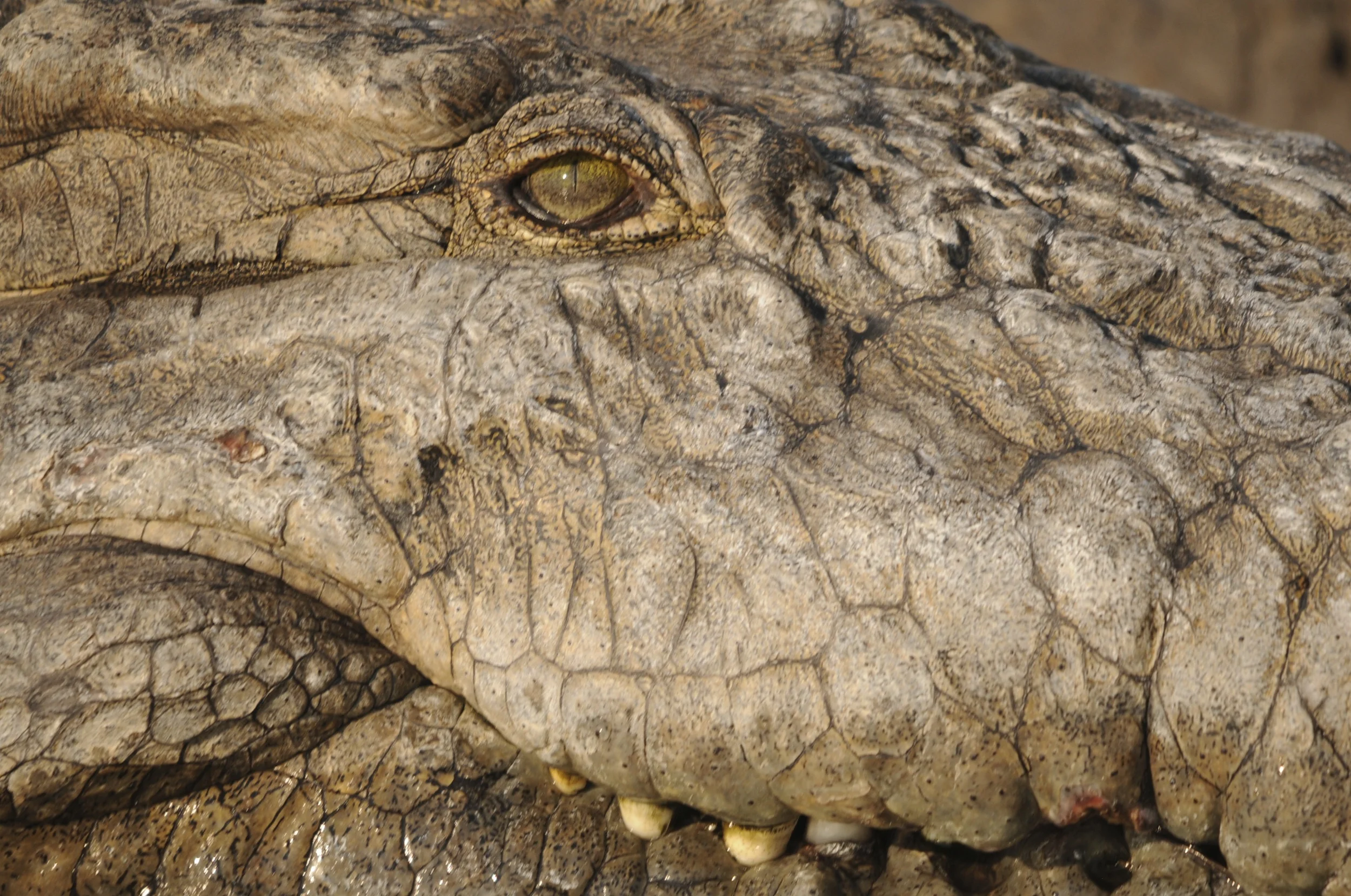 Crocodile