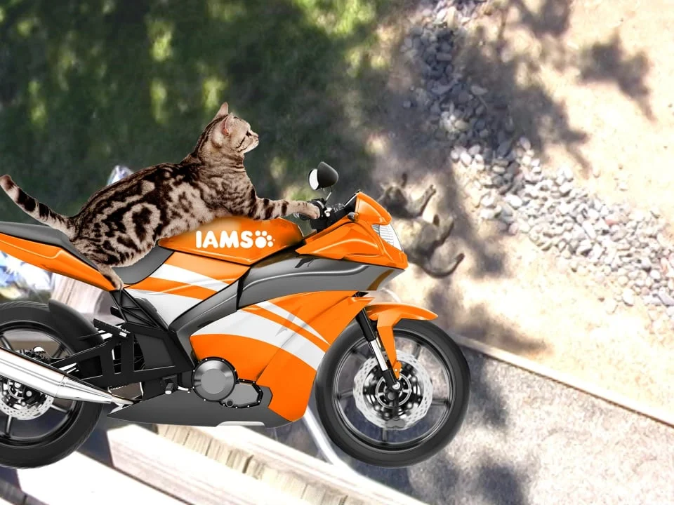 IAMS Meaty Motivations 3