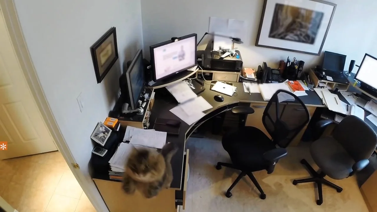 IAMS Meaty Motivations 4