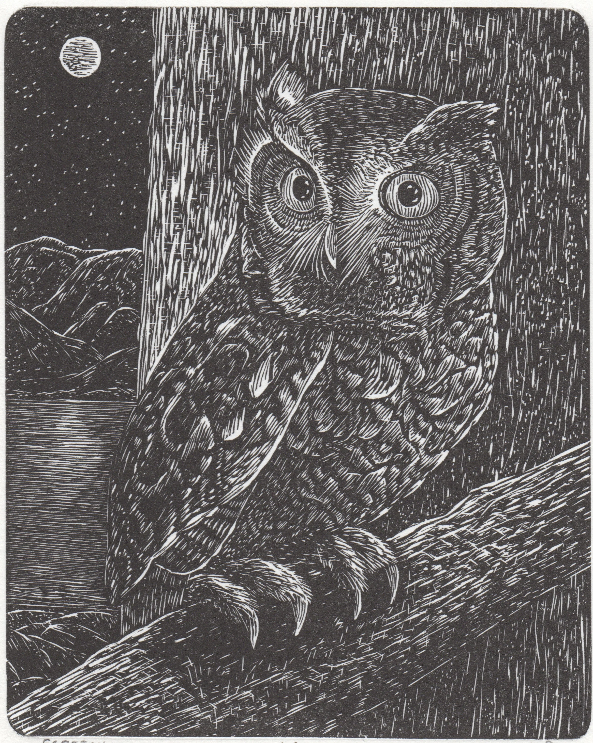 owl1 - Version 2.jpeg