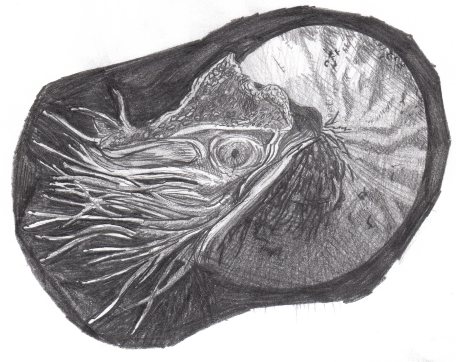 The Nautilus Original Sketch
