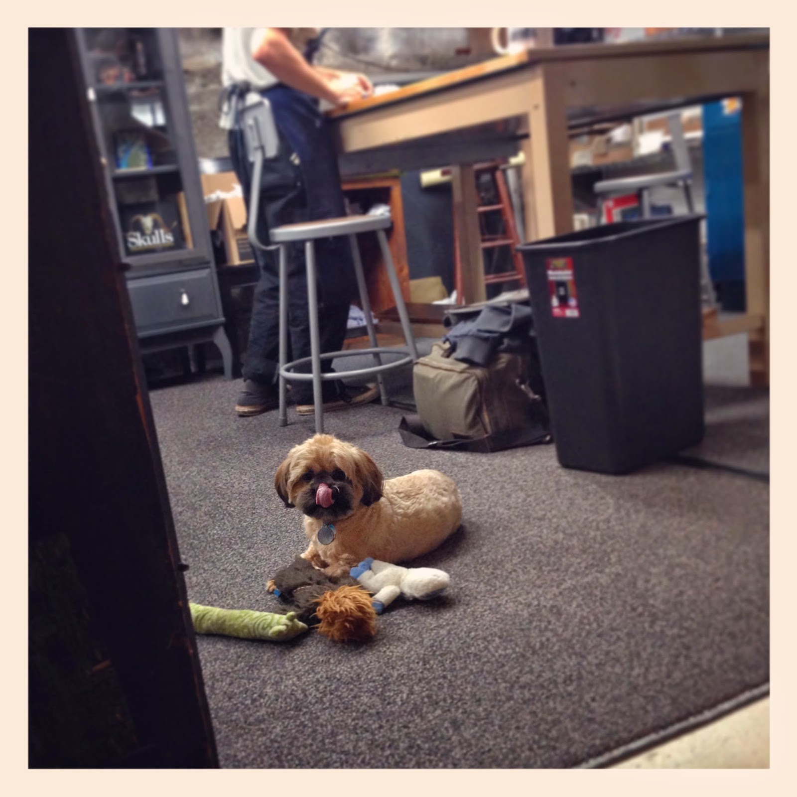 Chewy makes a great shop dog. 