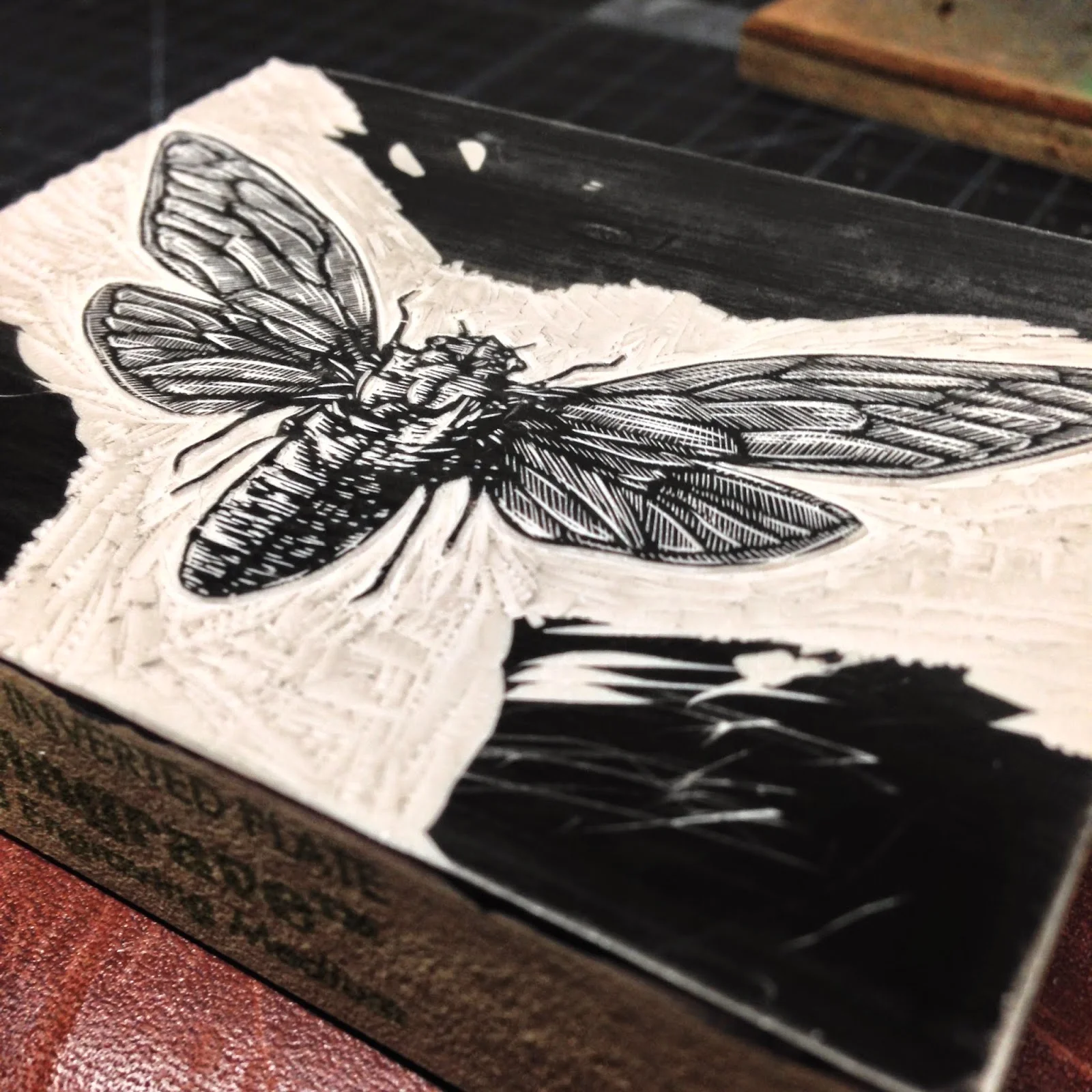The actual Cicada is finished. The final step was to clear out all of the remaining area around the insect, allowing for just the cicada to print on the paper.