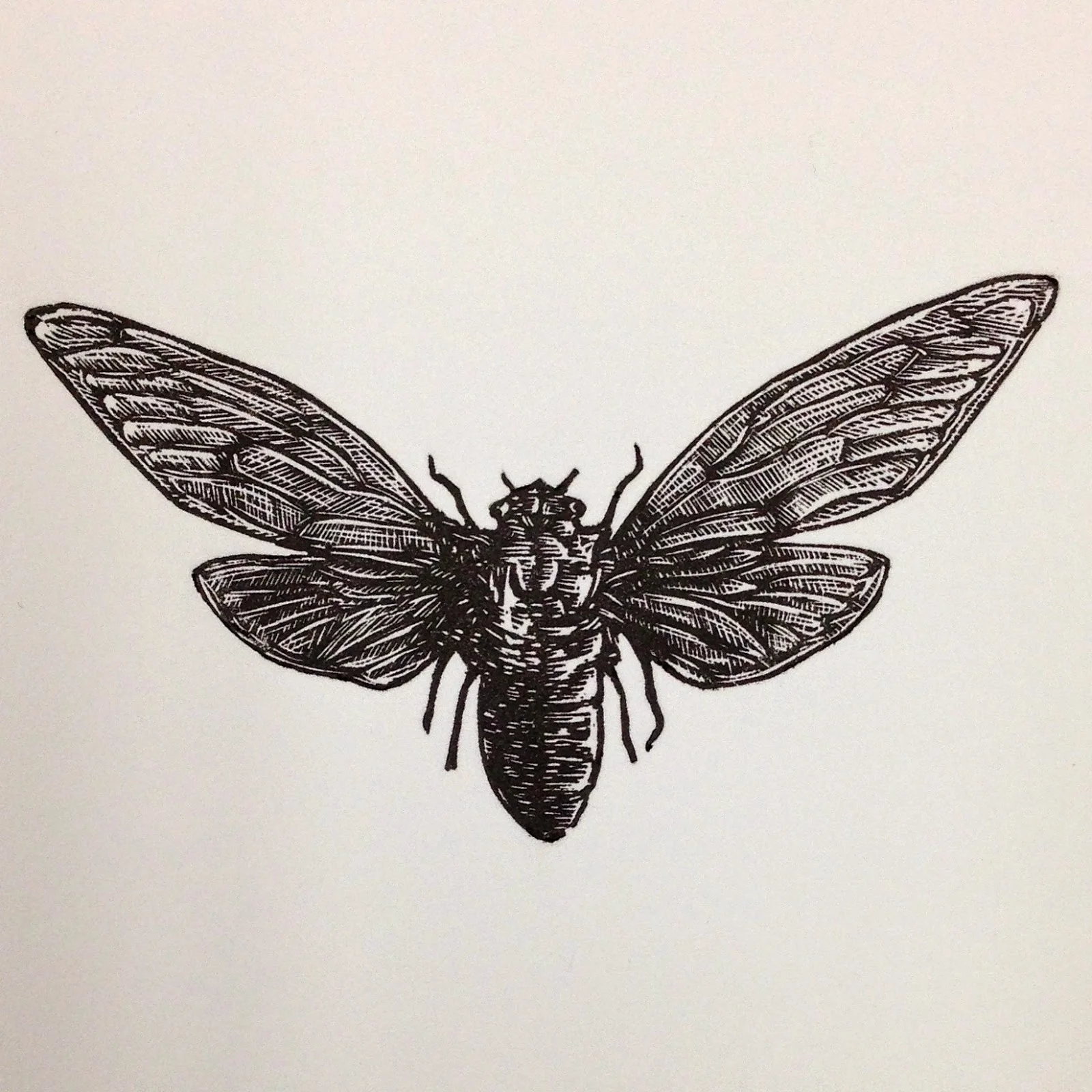 Final print of the Cicada.