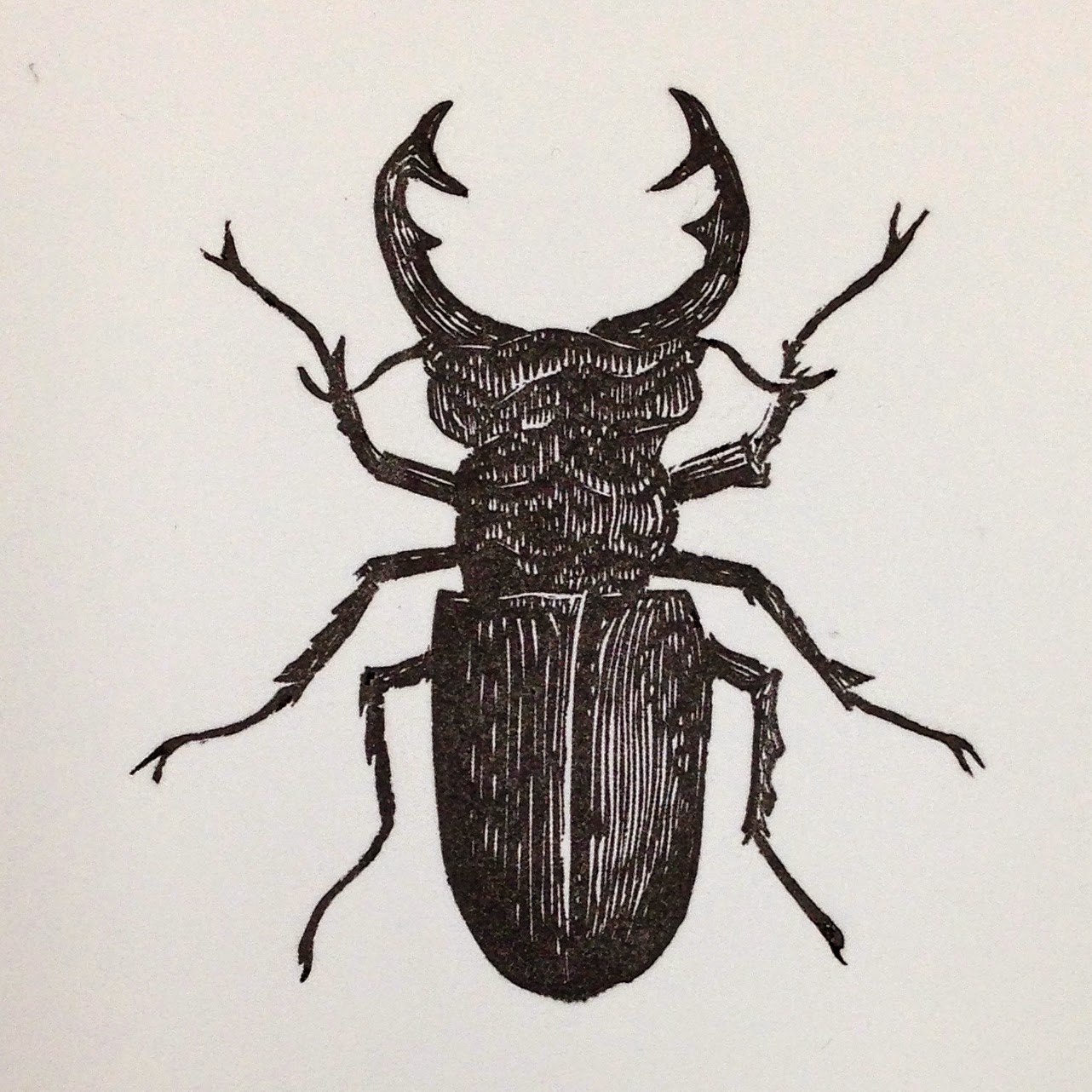 Final print of the Stag Beetle.