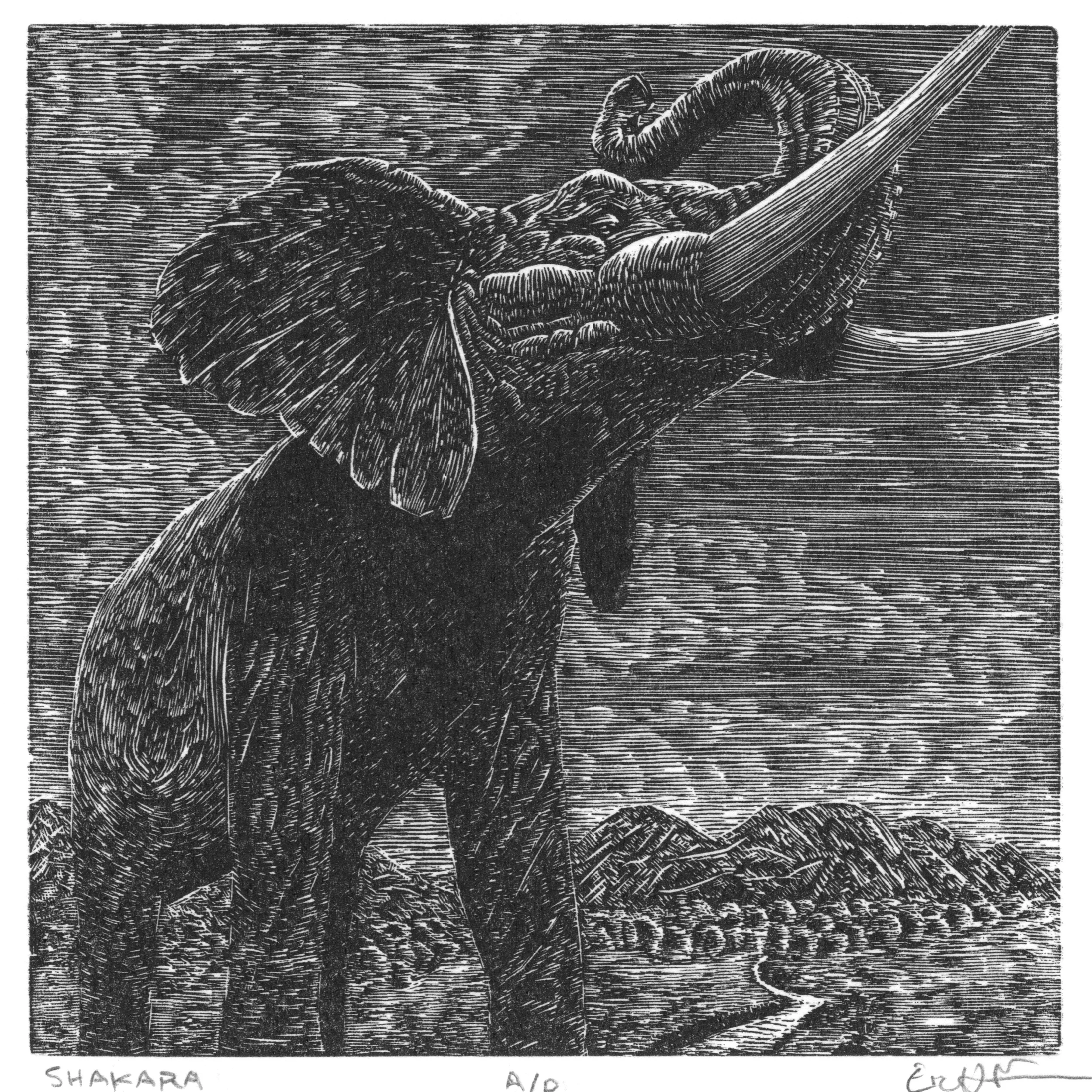 shakara Scan 720 whole.jpeg