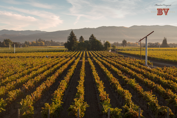 Client: Beaulieu Vineyard Art Direction by Kelly Hartigan Bucher Design by Kelly Sharon