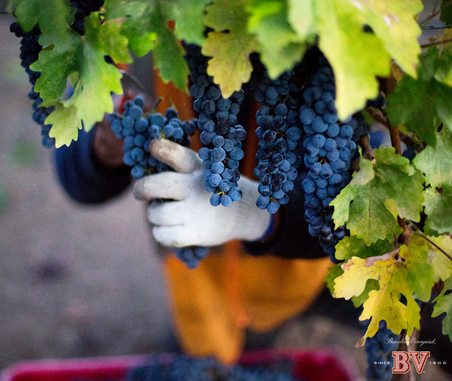 Brand: Beaulieu Vineyard Client: Diageo Art Direction by Kelly Hartigan Bucher Design by Kelly Sharon Commercial brand and product photography for popular wine business in Napa Valley, CA. 