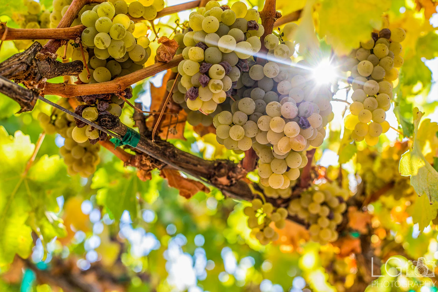 Vineyard Photography Photos of Grapes on Vine before Harvest