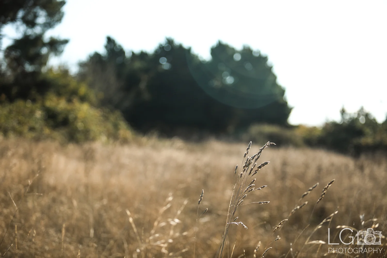 LGP_8508_wm.jpg