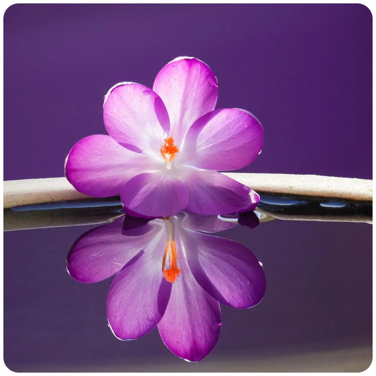 © Kirsten Muskat - kind lens -8495.jpg