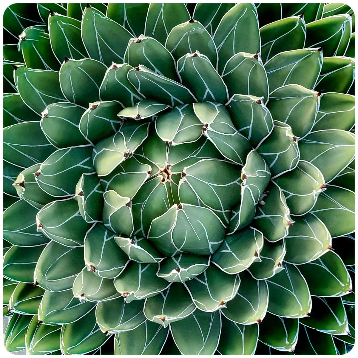 © Kirsten Muskat - kind lens -0699-2.jpg