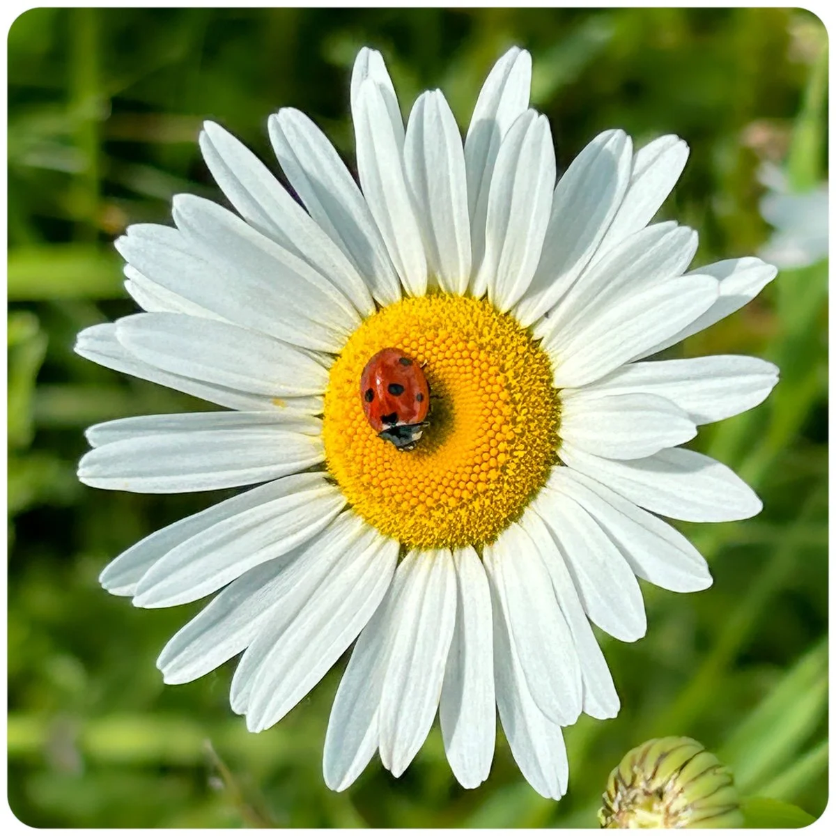 © Kirsten Muskat - kind lens -8307.jpg
