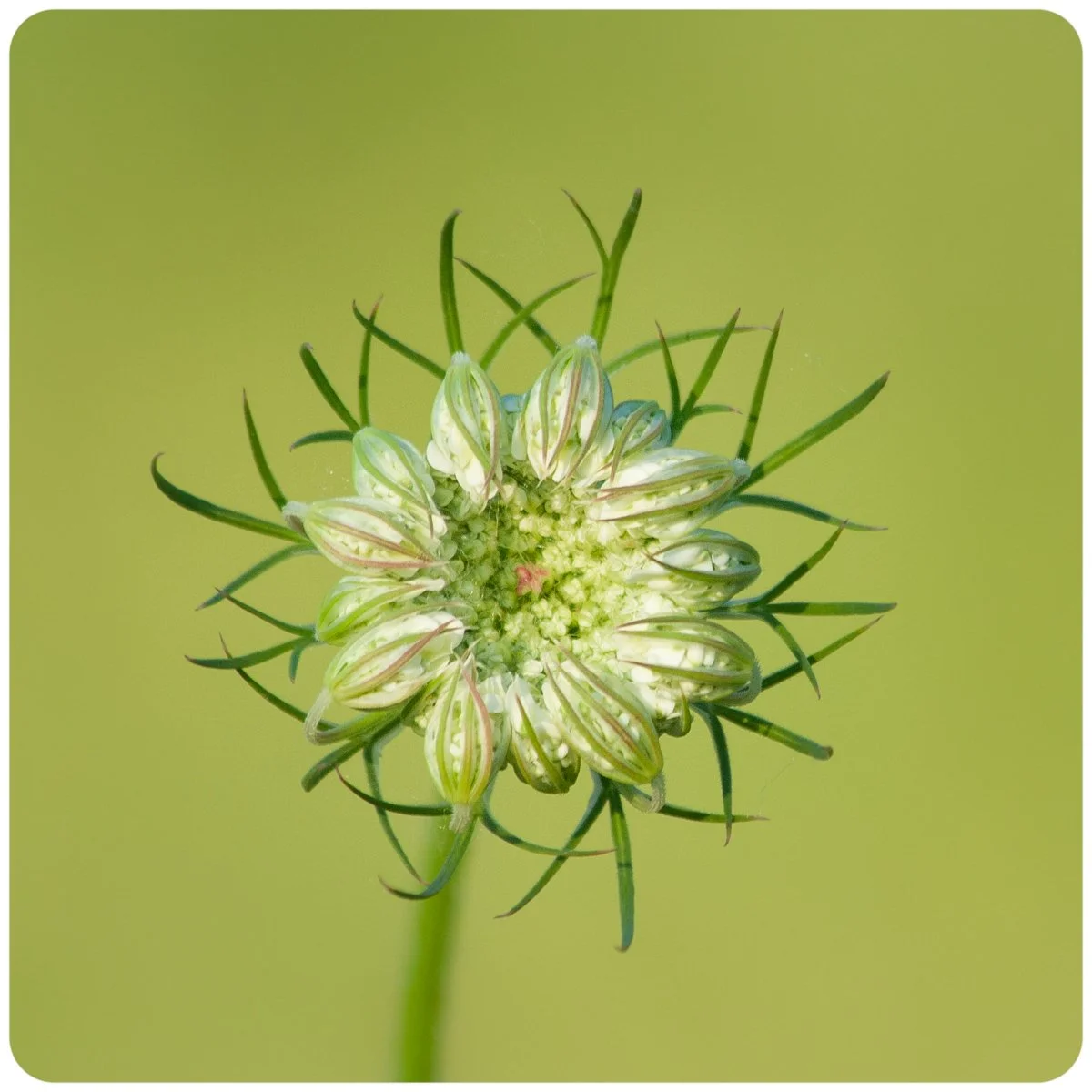 © Kirsten Muskat - kind lens -7718.jpg