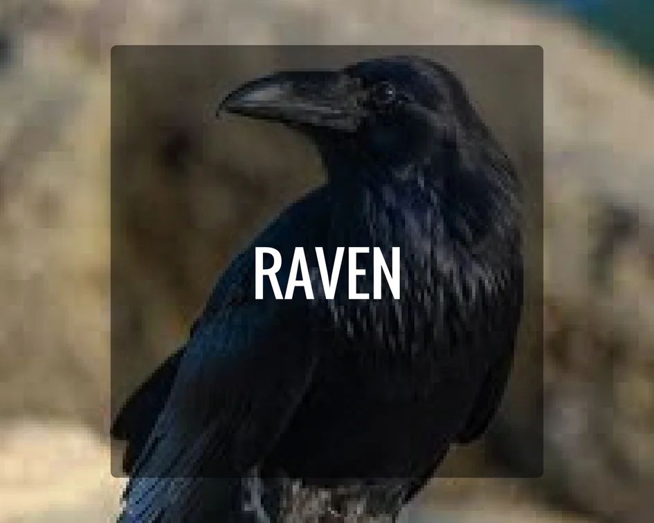 Raven Energy
