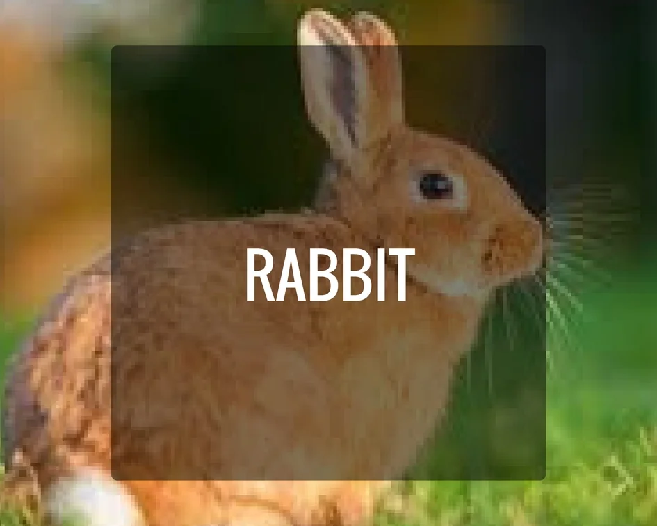 Rabbit Energy