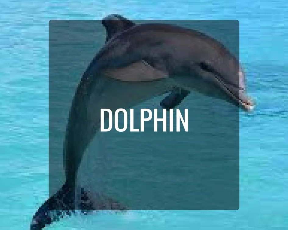 Dolphin Energy