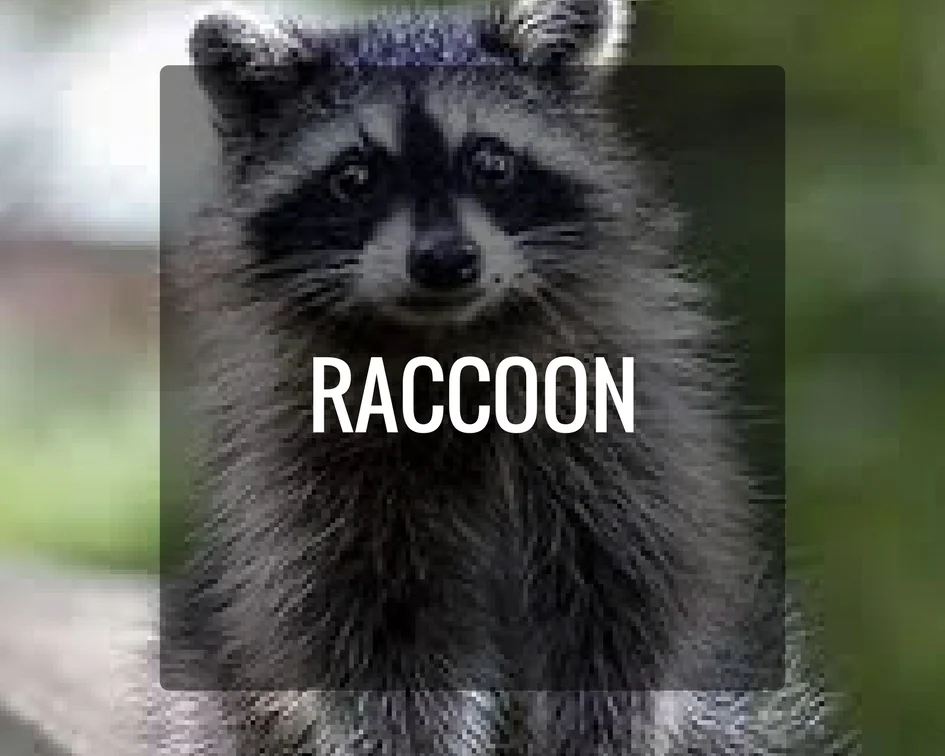 Raccoon Energy