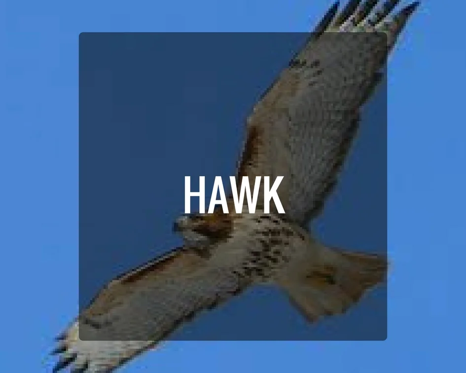 Hawk Energy