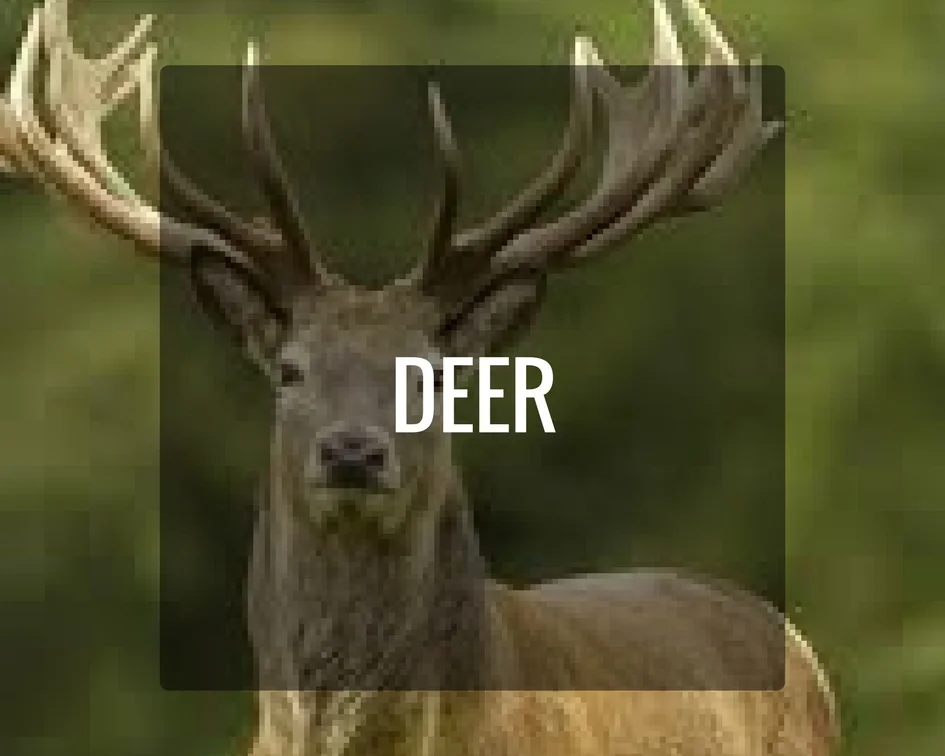 Deer Energy