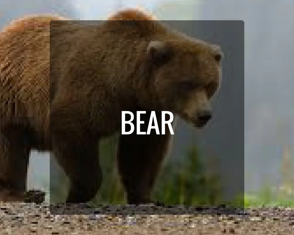 Bear Energy