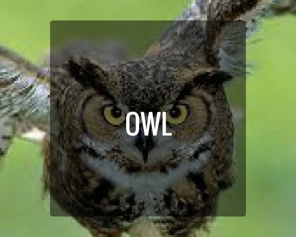 Owl Energy