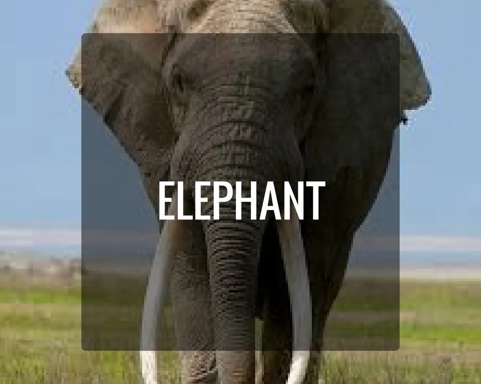Elephant Energy