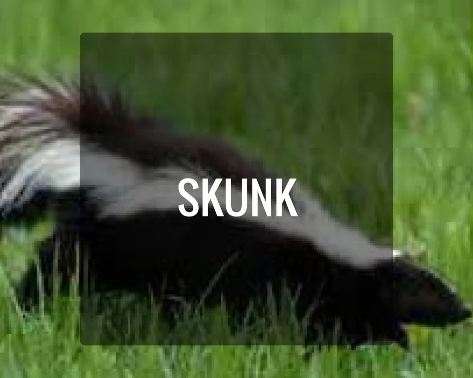 Skunk Energy