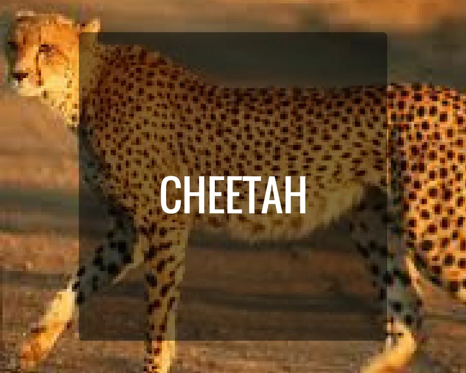 Cheetah Energy