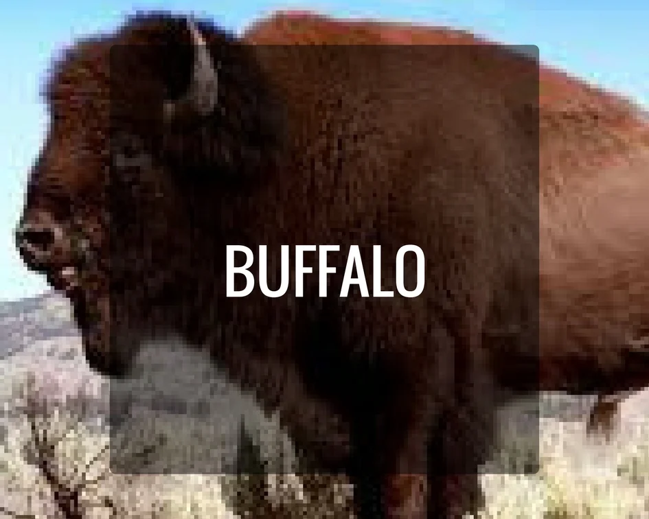 Buffalo Energy
