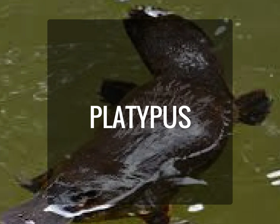 Platypus Energy