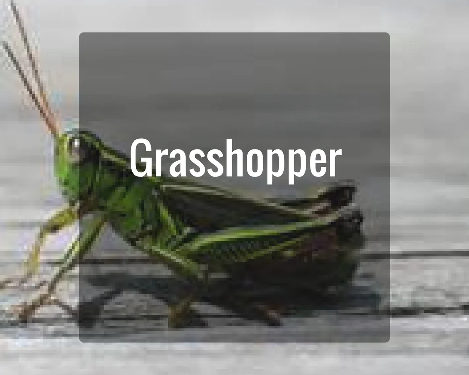 Grasshopper Energy
