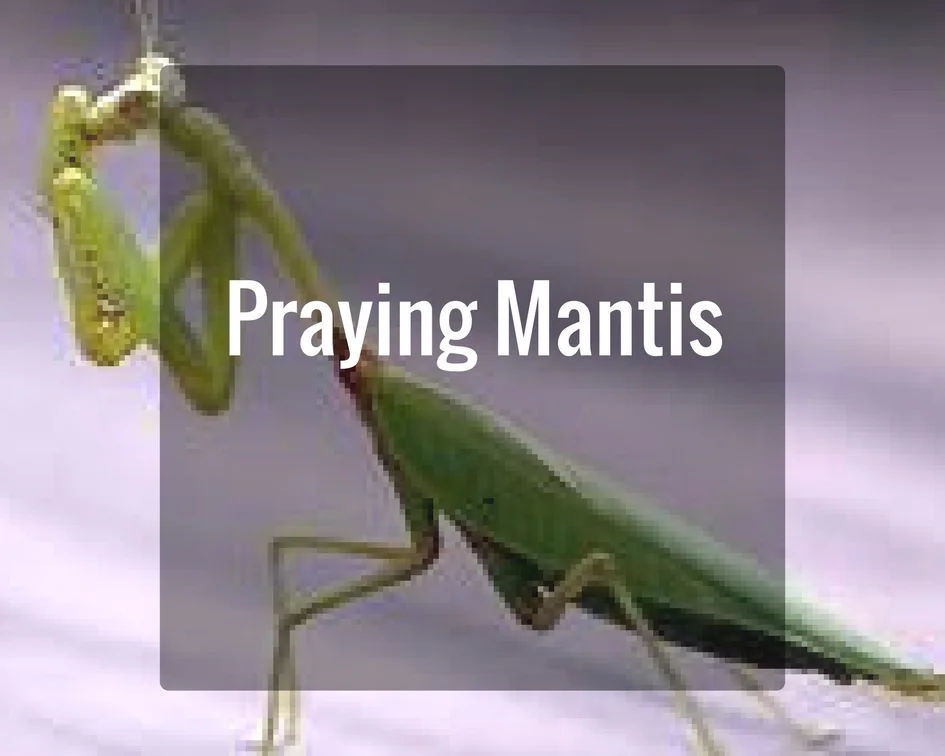 Praying Mantis Energy