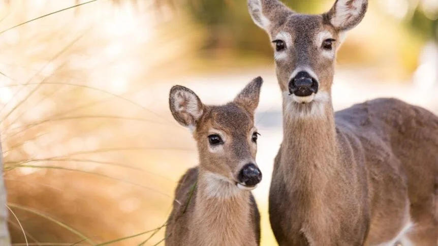 Deer Animal Ally Meaning