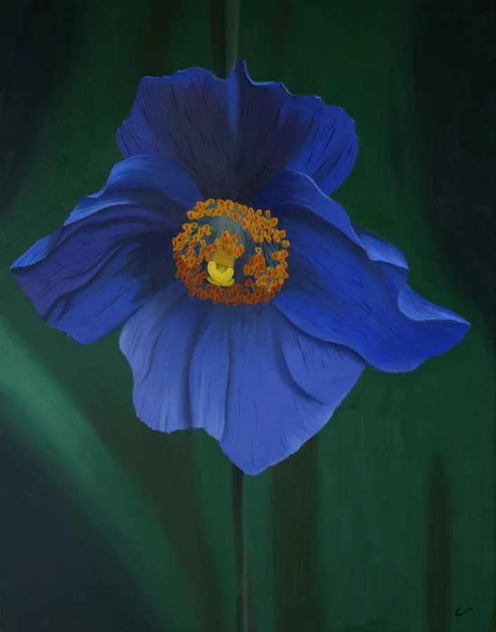 Himalayan Poppy