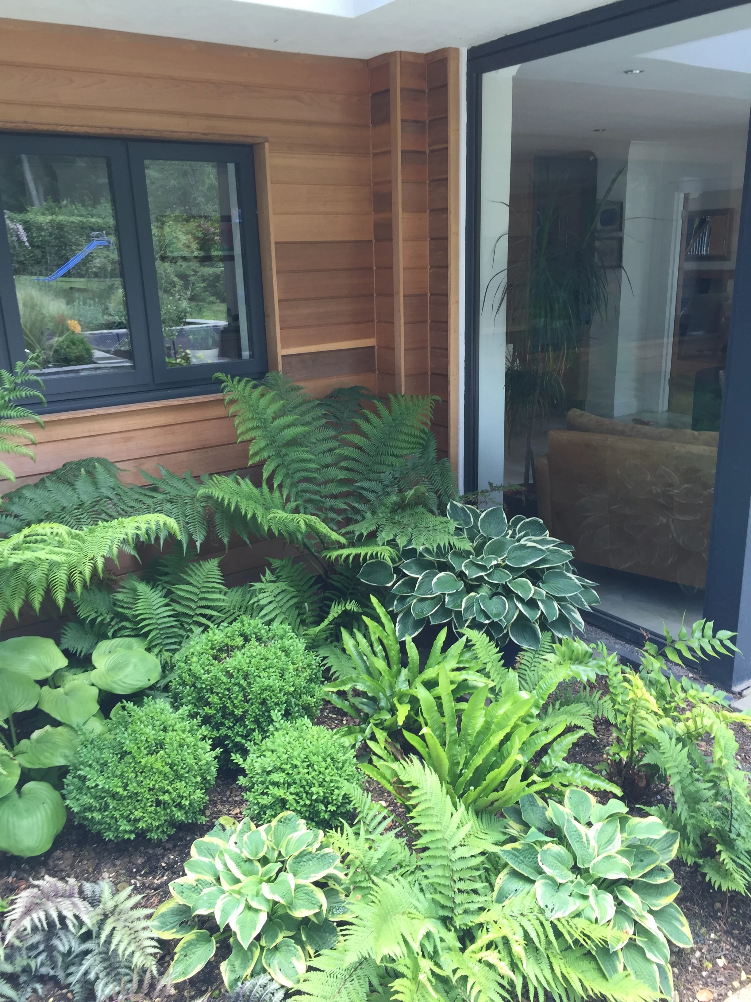 Shady corner - lush ferns and hostas with box balls