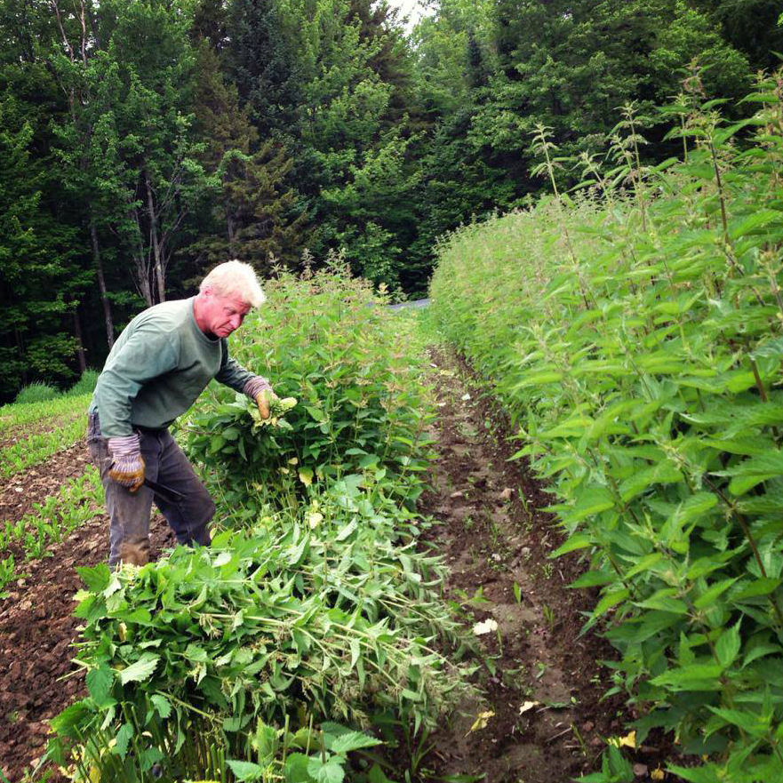 Photos — Zack Woods Herb Farm