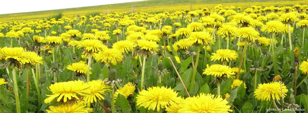 08-01+dandelion+field+LB copy.jpg