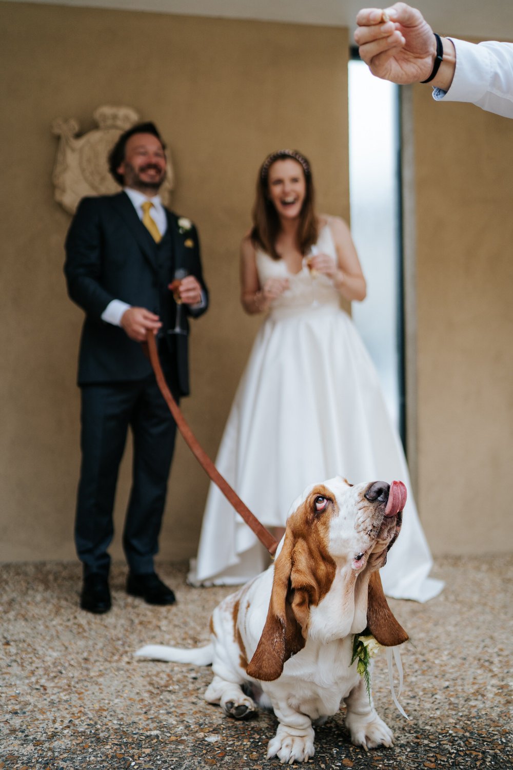 Bride and groom's basset hound salivates as he is offered a treat