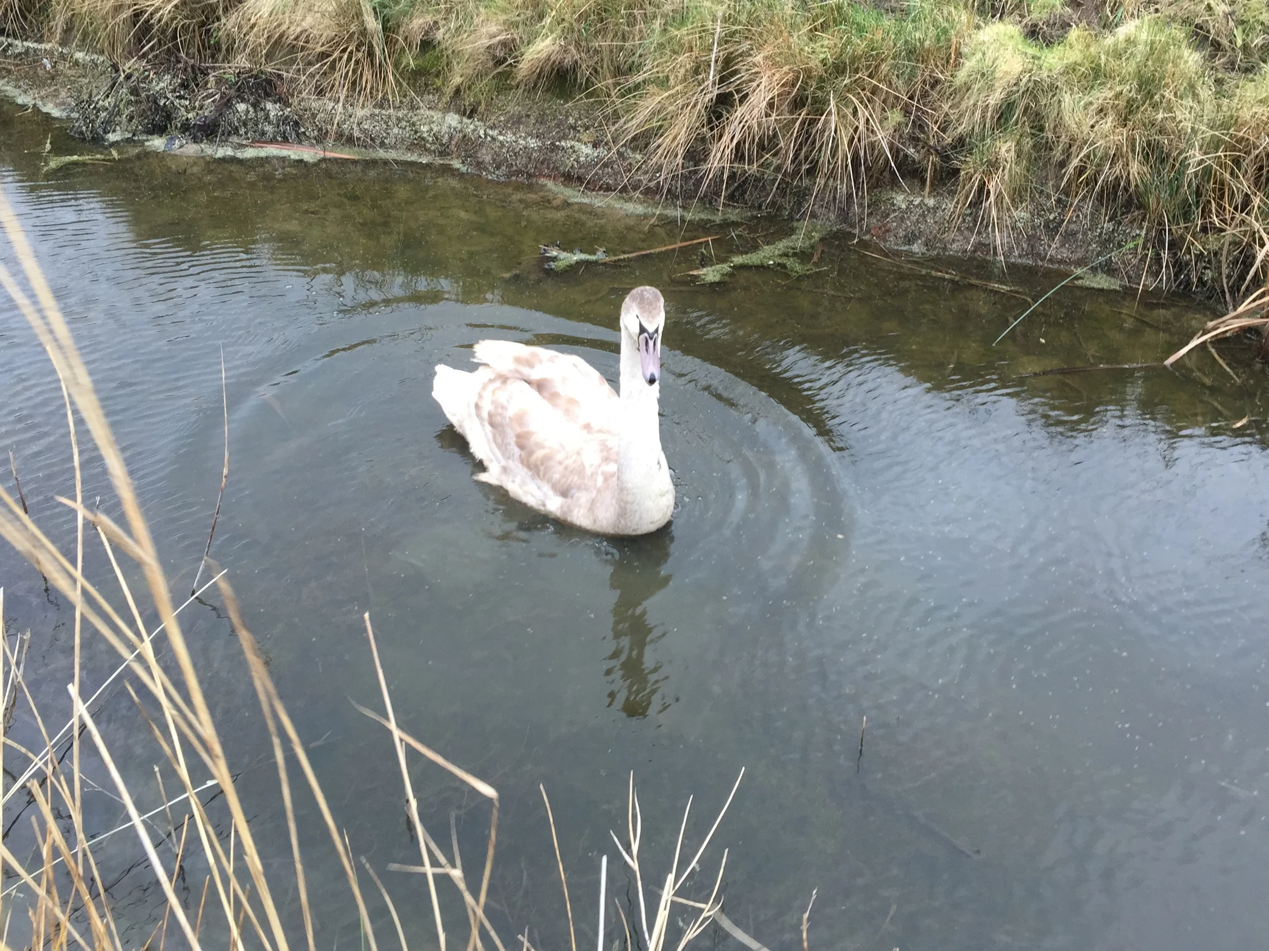 Some of the wildlife was out with me.