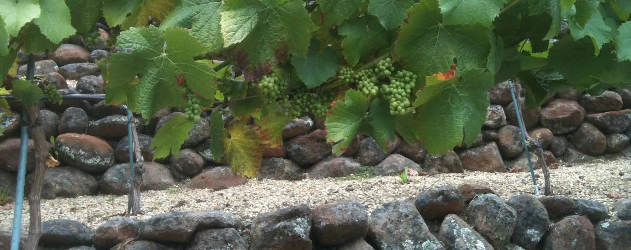 Vineyard 2.jpg