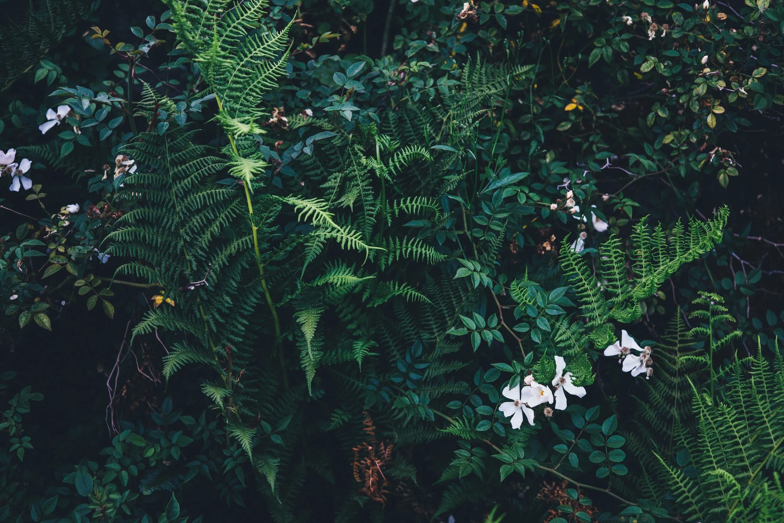 A Botanical Sound Healing Experience | August 10th