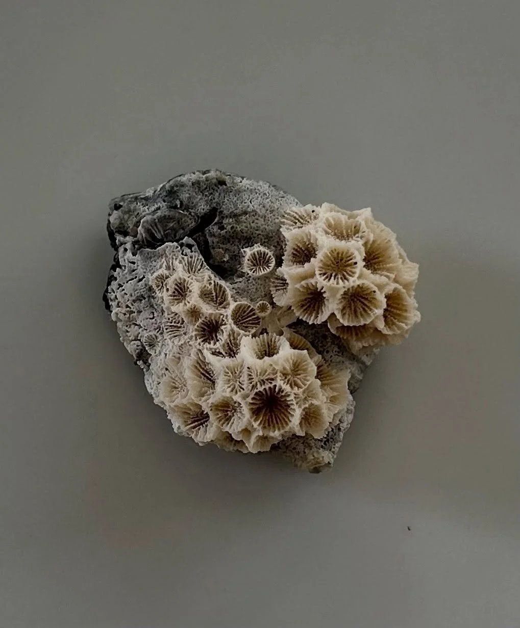 This past Sunday, Pastor Toni revisited a modern-day parable that she shared several years ago&mdash;Consider the Coral. While you won&rsquo;t find that one in the Bible, God used this incredible sea creature to teach Toni, and in turn, us, to take n