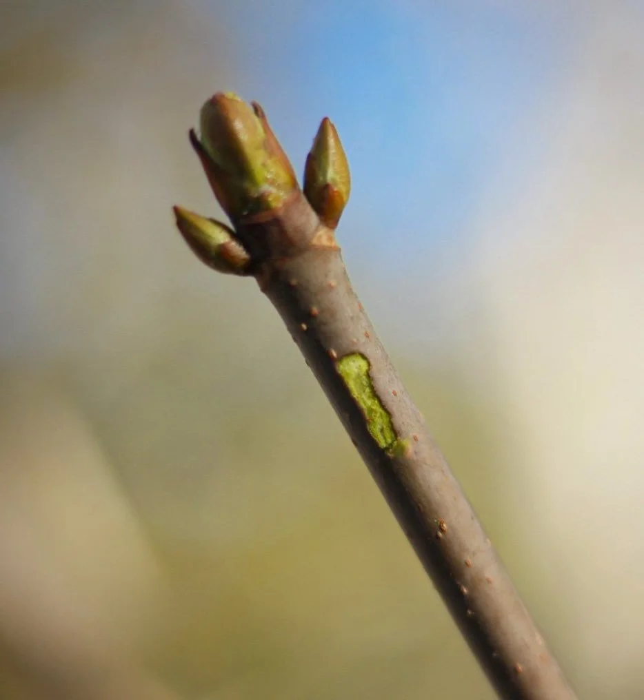 Last Sunday Pastor Toni used the metaphor of a &ldquo;scratch test&rdquo; for plants as a way to explain a spiritual truth for ourselves. Just like you can scratch the surface of a stem to see if there is life on the inside, we too can take an honest