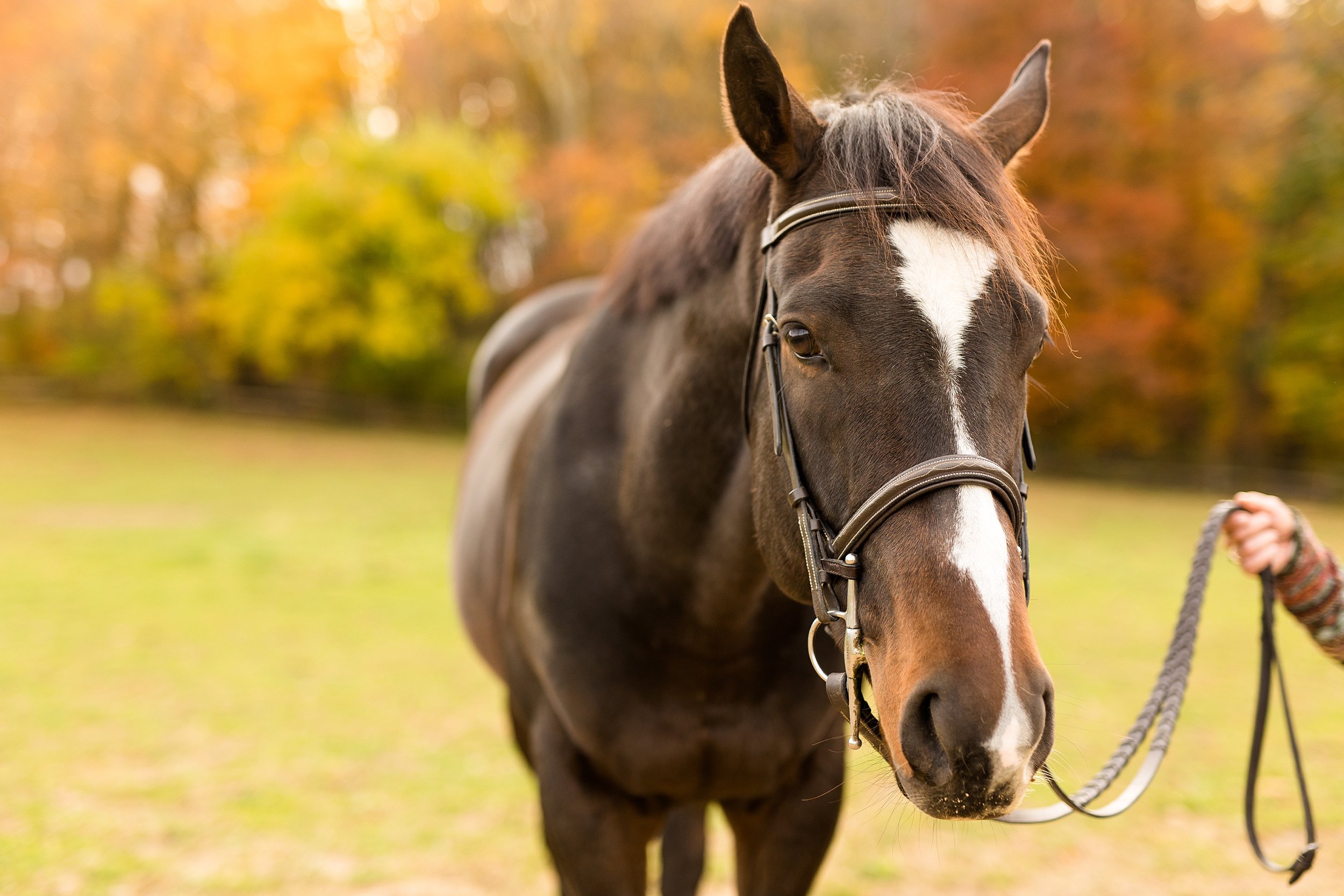 valencia equestrian photographer, appleworks farm in valencia, equestrian photographer cranberry township, equestrian photographer butler, valencia family photographer