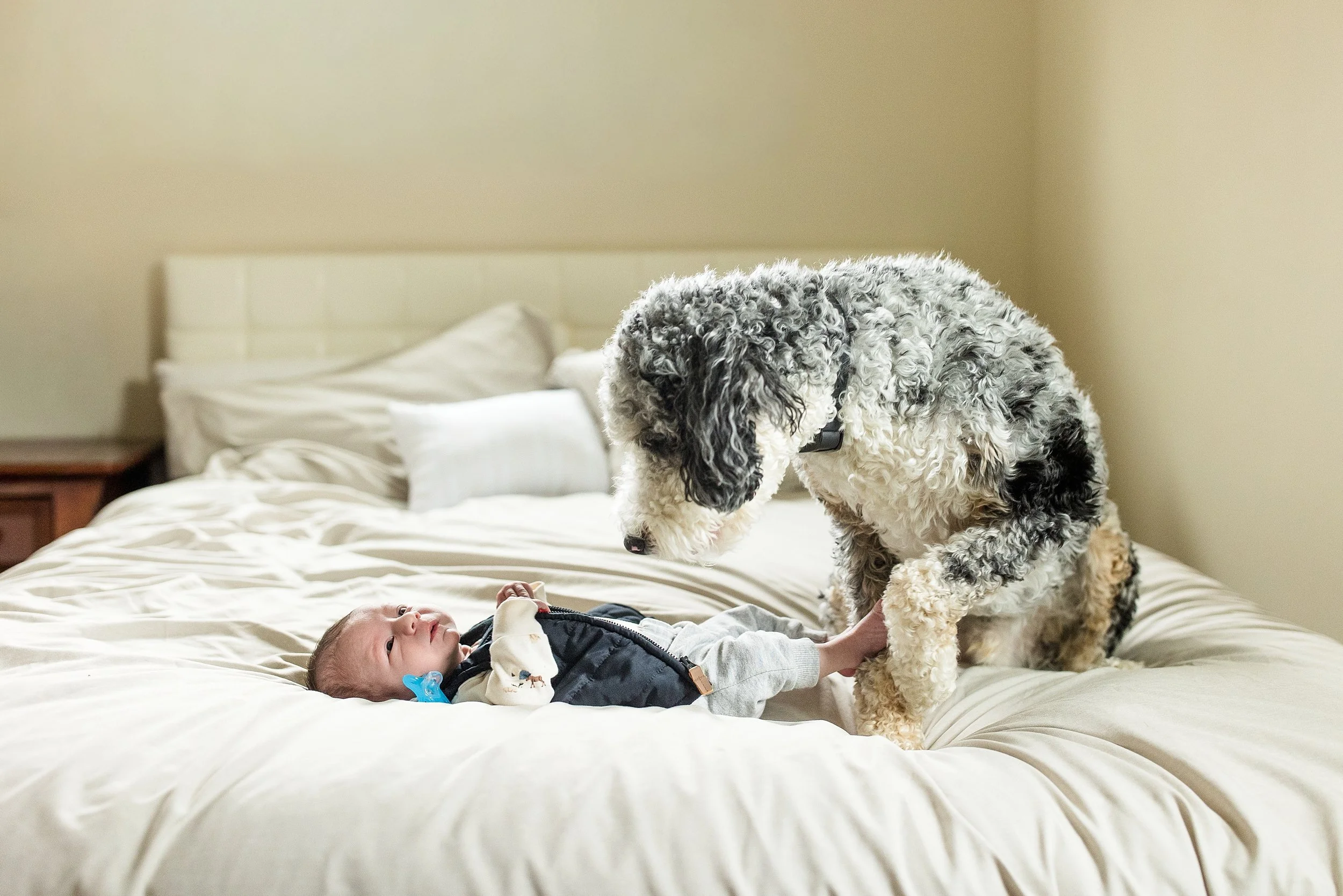 pittsburgh newborn photographer, cranberry township newborn photographer, zelienople newborn photographer, bethel park