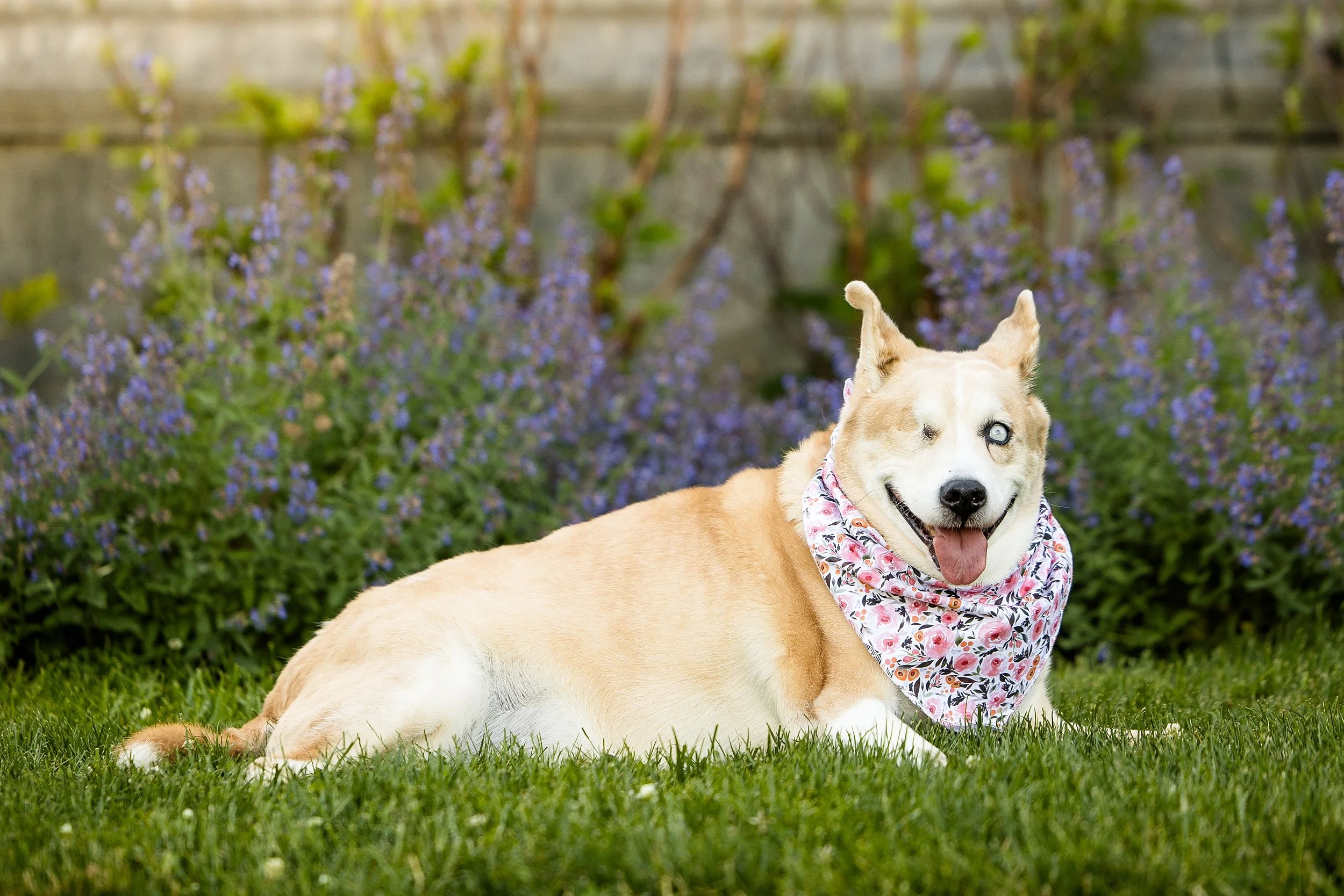 pet photographer pittsburgh, dog photographer pittsburgh, dog birthday photos, dog cake smash photo session