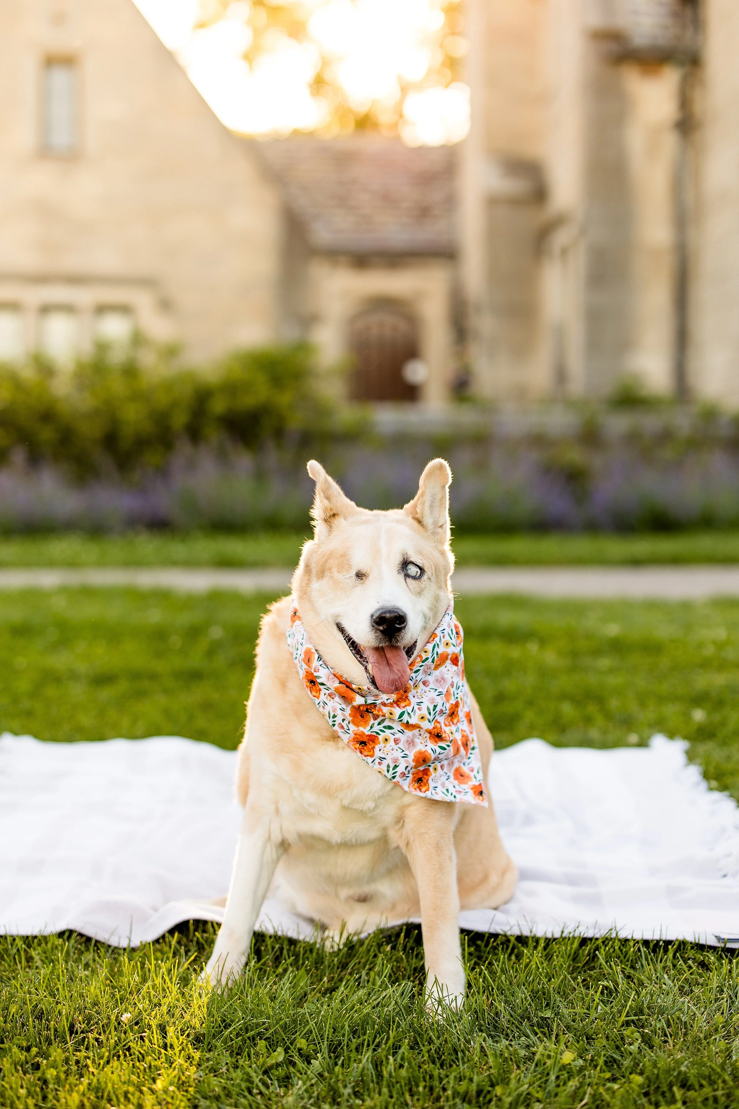 pet photographer pittsburgh, dog photographer pittsburgh, dog birthday photos, dog cake smash photo session
