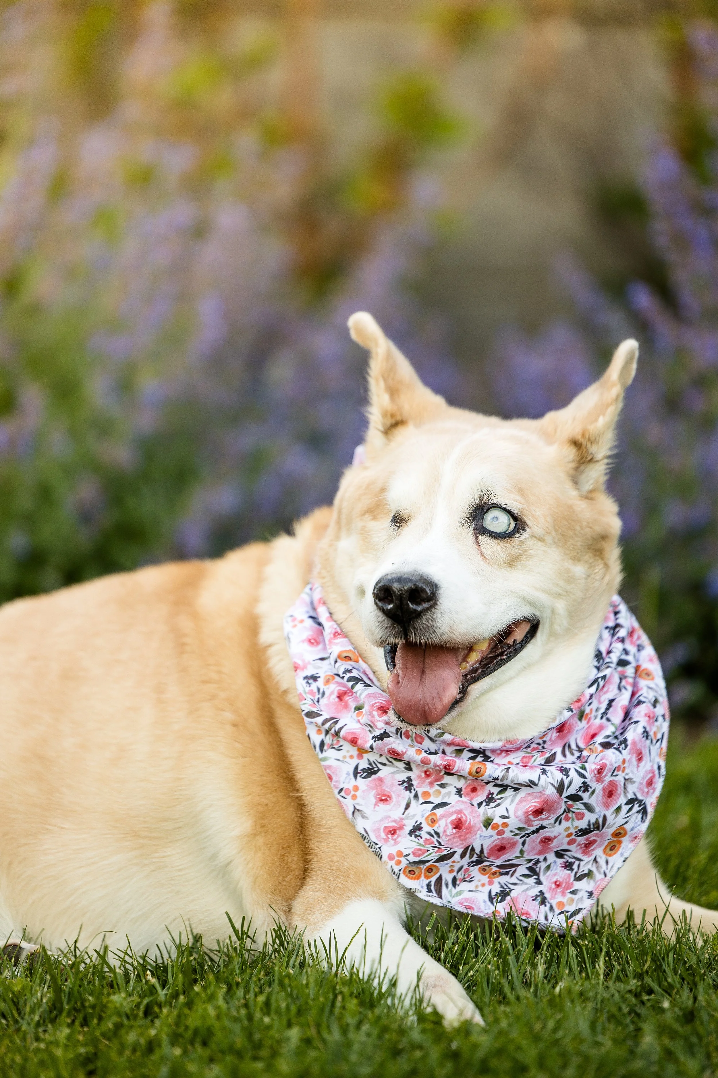 pet photographer pittsburgh, dog photographer pittsburgh, dog birthday photos, dog cake smash photo session